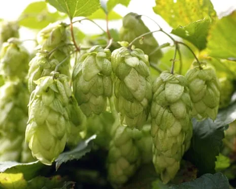 Create A Personal Brewing Corner: Nurturing Hops Proves to Be Straightforward and Rewarding