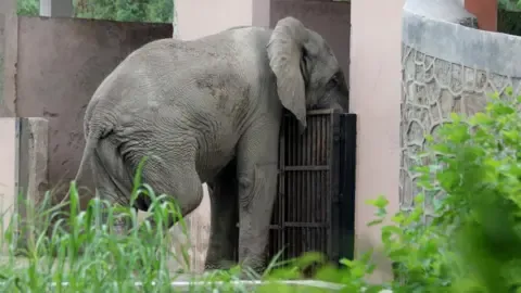 Lonely Life and Death of India’s Capital’s Only Elephant from Africa